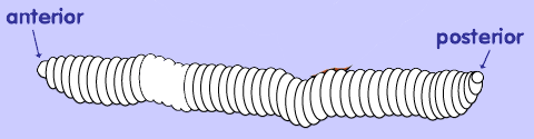 Structure of a worm