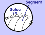 Setae and Segment