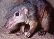 Shrew