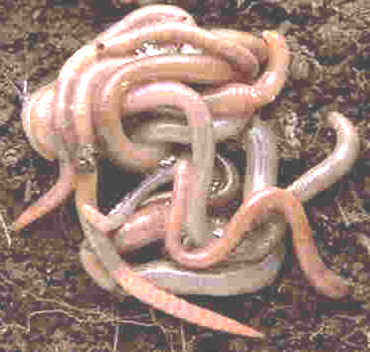 worms