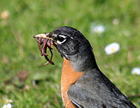 Bird eating worm