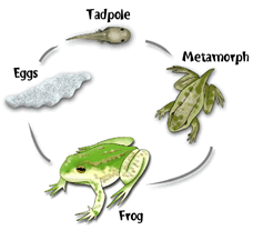 Life Cycle of a Frog