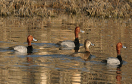 Redhead Ducks