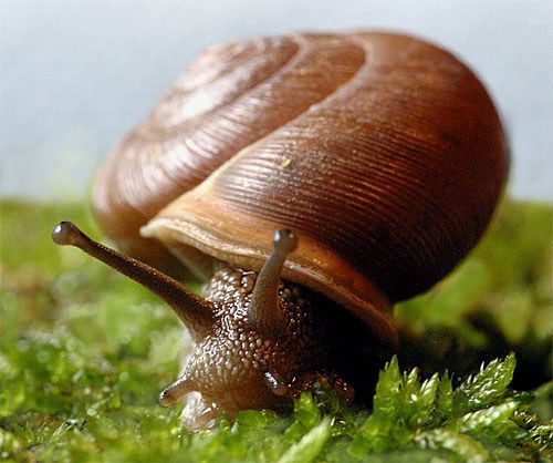 Snail