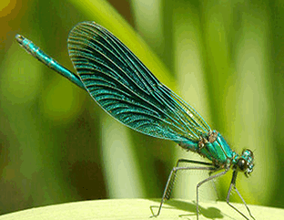 Dragonfly