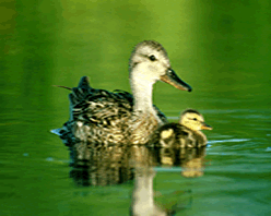 Duck and duckling