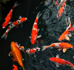 Koi Fish and Goldfish