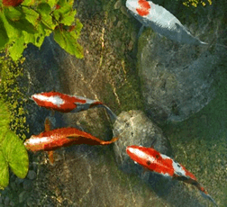 Koi Fish