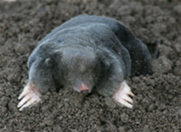 Mole