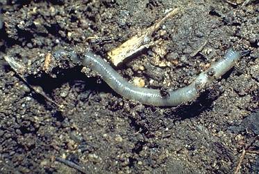 Worm in soil